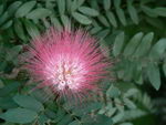 red powder puff, پودر پفکی قرمز
